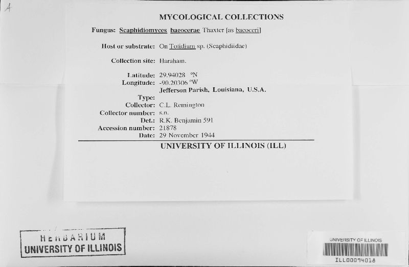 Scaphidiomyces baeocerae image