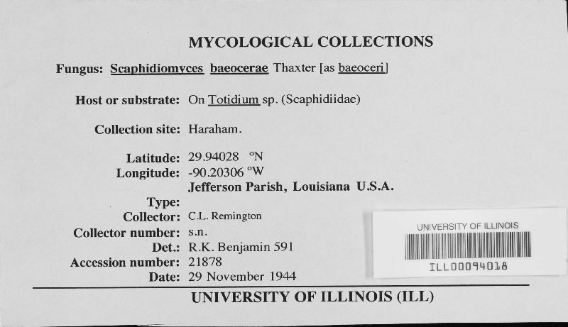 Scaphidiomyces baeocerae image