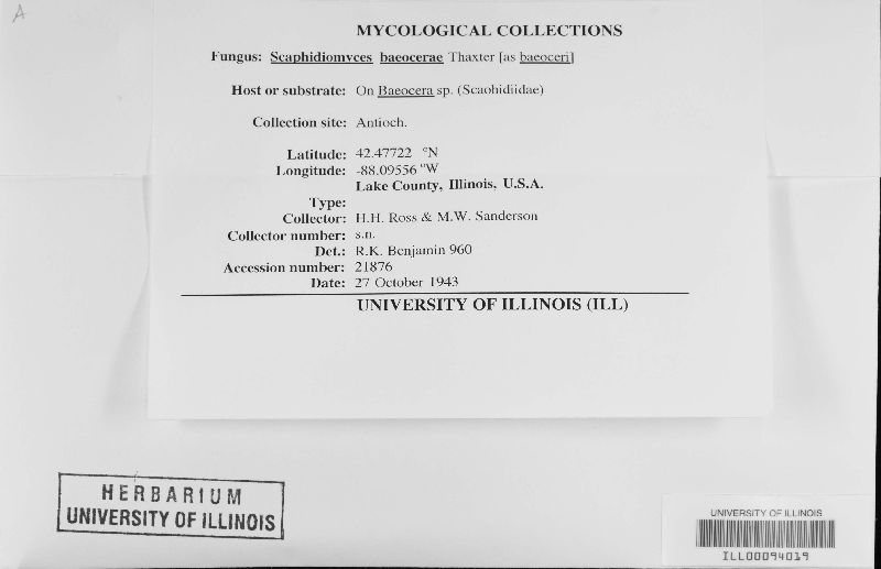 Scaphidiomyces baeocerae image