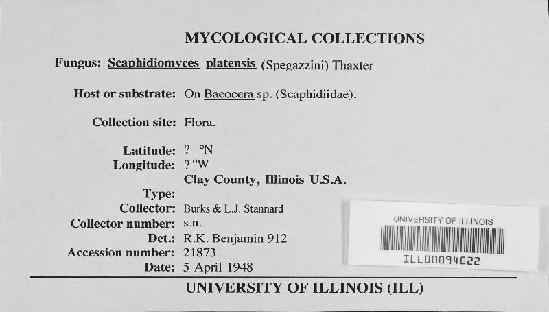 Scaphidiomyces platensis image