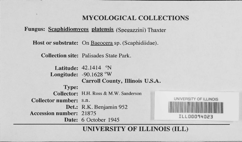 Scaphidiomyces platensis image