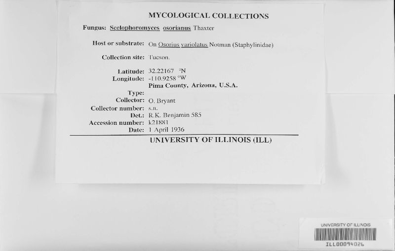 Scelophoromyces osorianus image