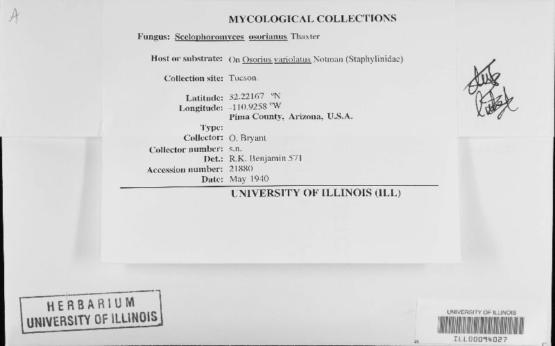 Scelophoromyces image