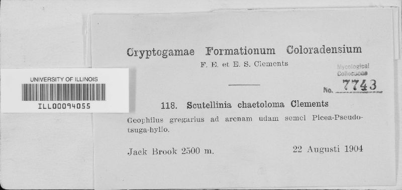 Scutellinia chaetoloma image