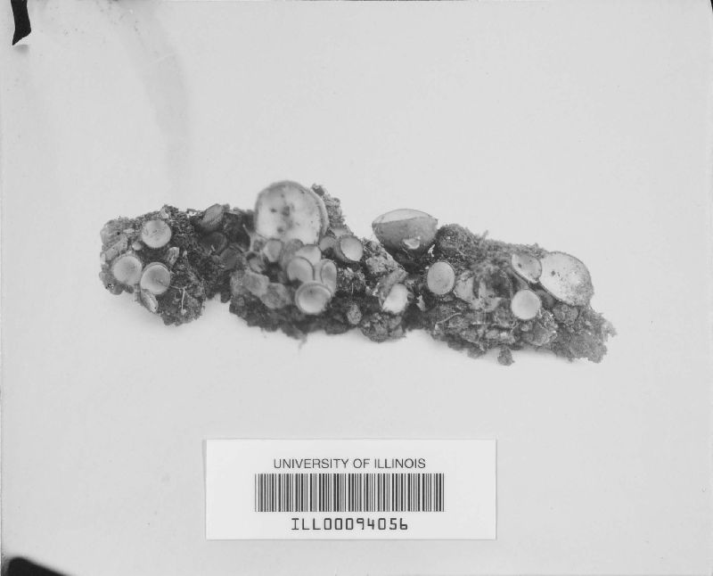 Scutellinia chaetoloma image