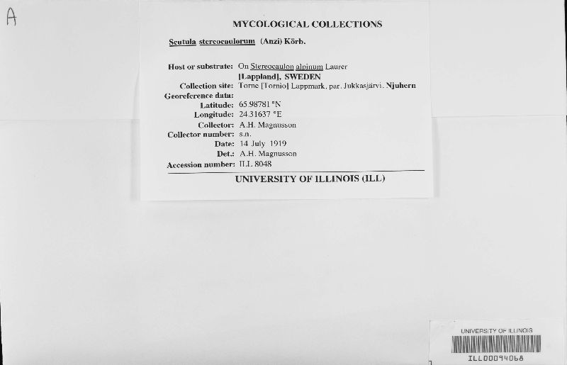 Scutula stereocaulorum image