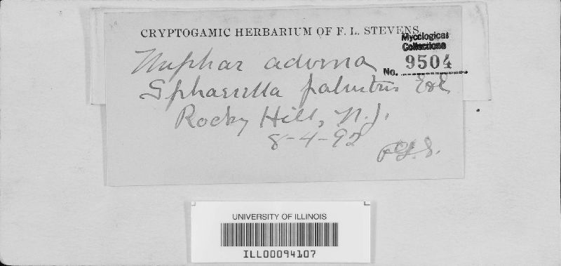 Sphaerella palustris image