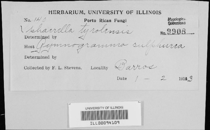 Sphaerella tyrolensis image