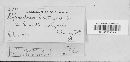 Sphaerotheca castagnei image
