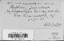 Sphaerotheca castagnei image
