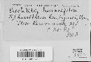 Sphaerotheca castagnei image