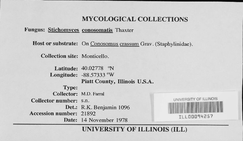 Stichomyces image