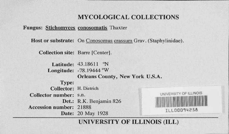 Stichomyces conosomatis image