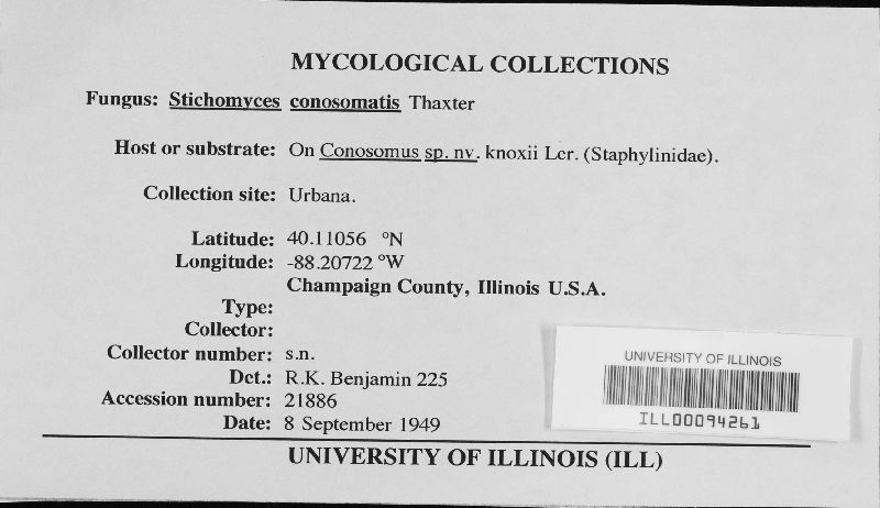Stichomyces conosomatis image