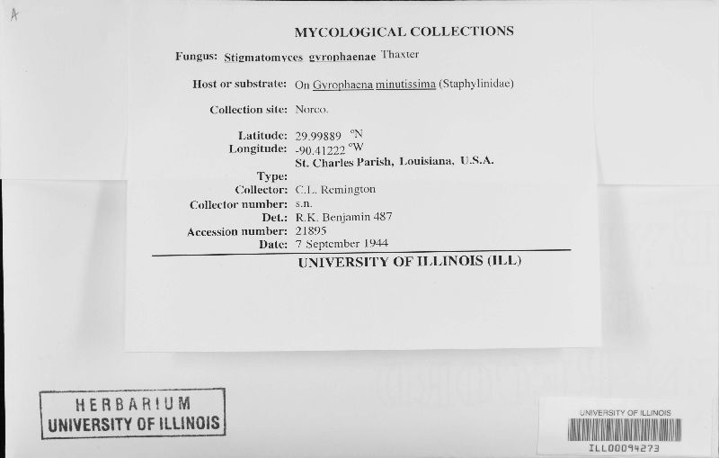 Acallomyces gyrophaenae image