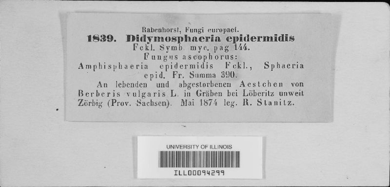 Sydowiella fenestrans image