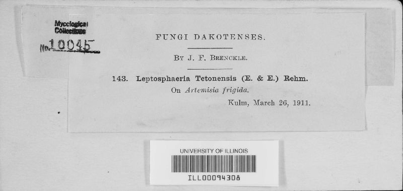 Syncarpella tetonensis image