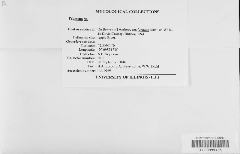 Telimena image