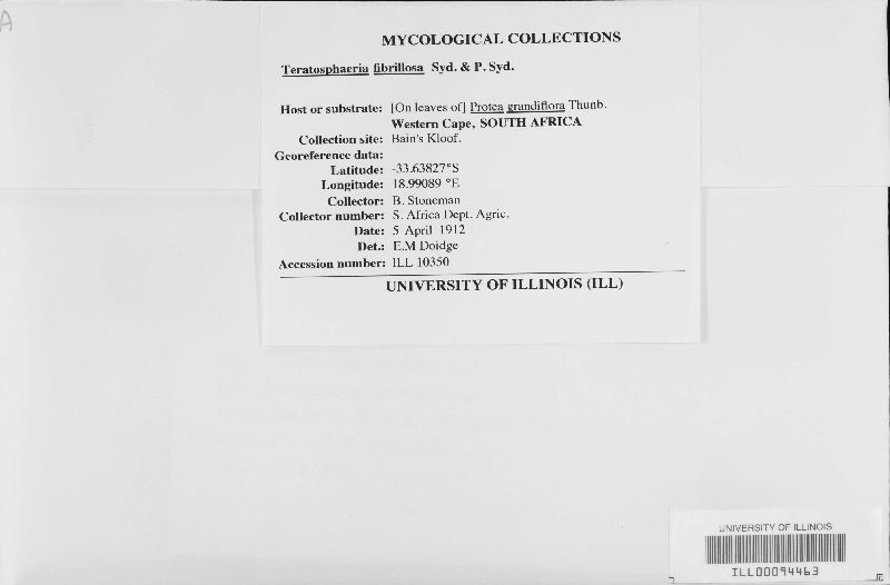 Teratosphaeria fibrillosa image