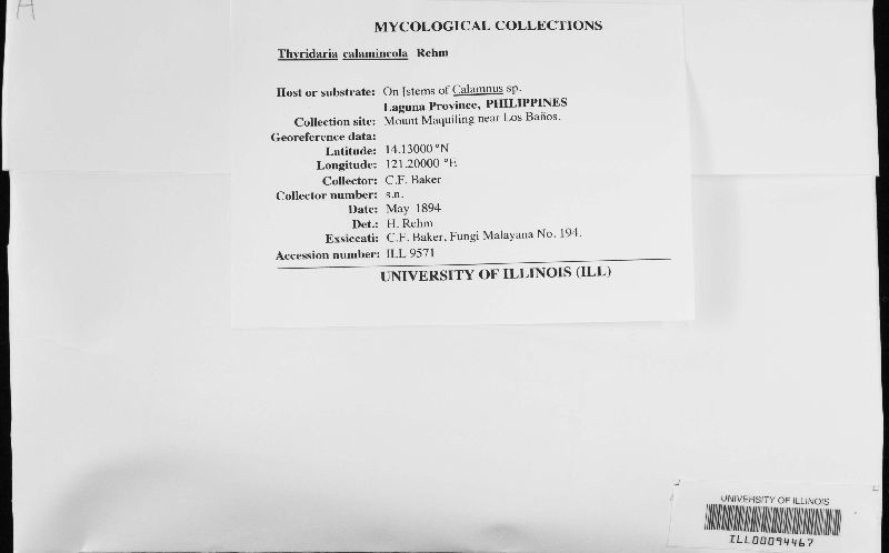 Thyridaria calamincola image