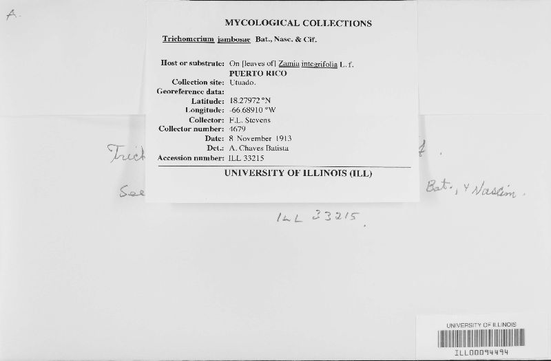 Trichomerium jambosae image
