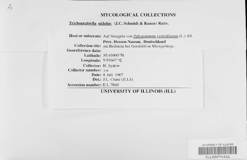 Lasiobelonium nidulum image