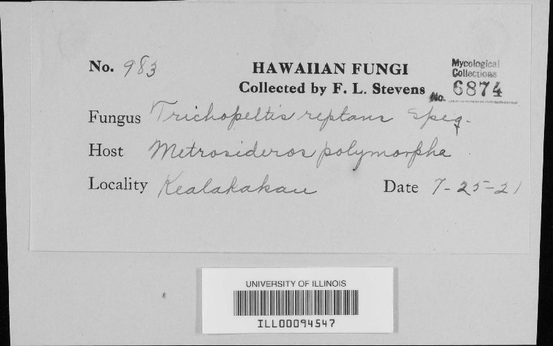 Trichothyrium reptans image