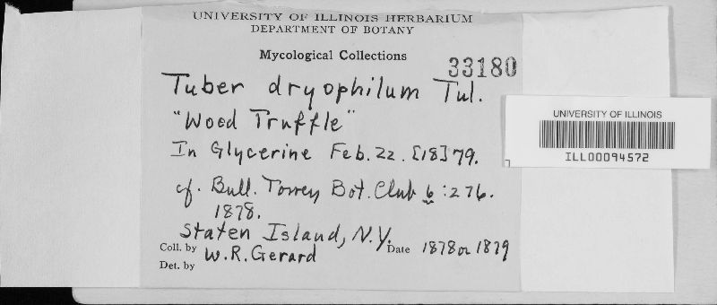 Tuber dryophilum image