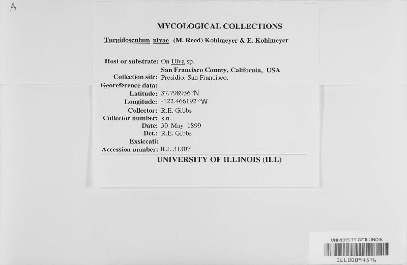 Turgidosculum image