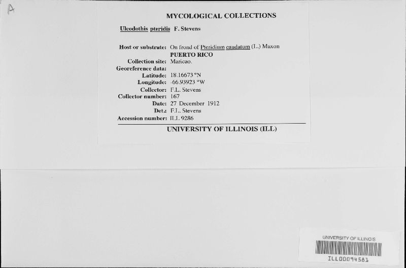 Uleodothis pteridis image