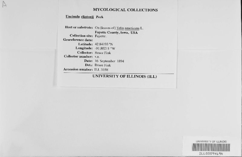 Uncinula clintonii image
