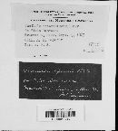 Erysiphe necator image