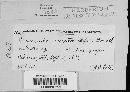 Erysiphe necator image
