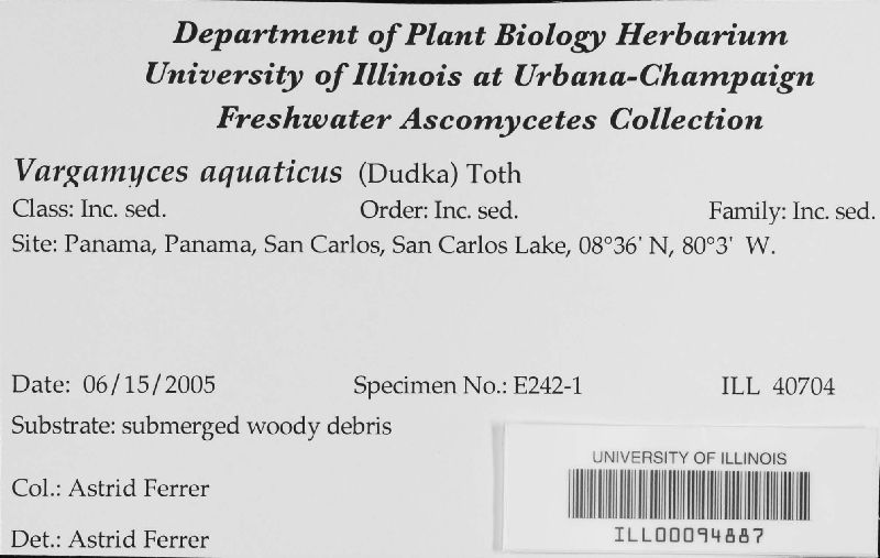 Xylomyces aquaticus image