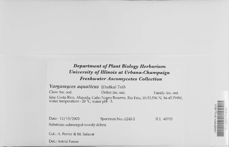 Xylomyces aquaticus image