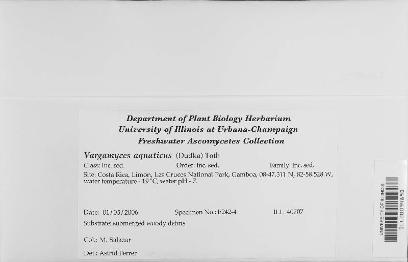 Xylomyces aquaticus image
