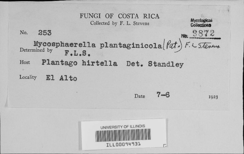 Wettsteinina plantaginicola image