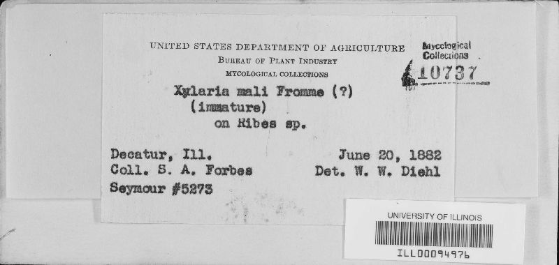 Xylaria mali image