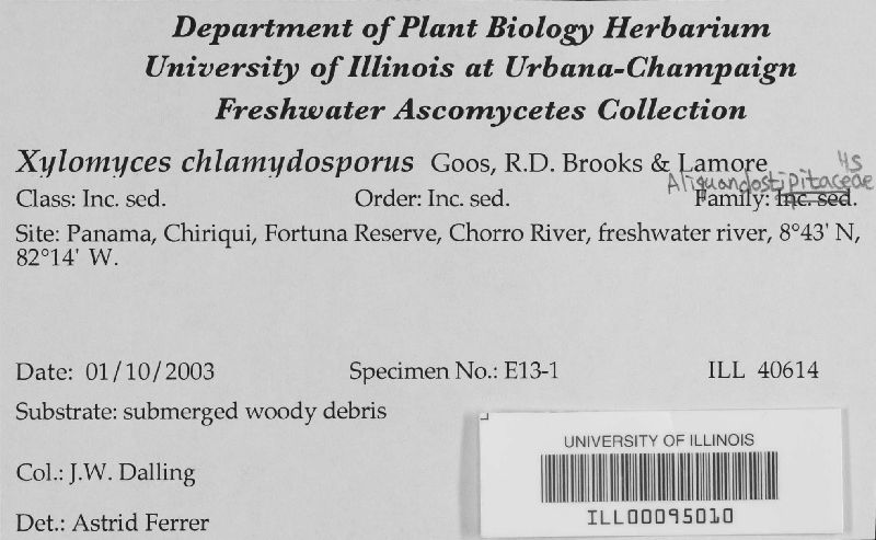 Xylomyces chlamydosporus image