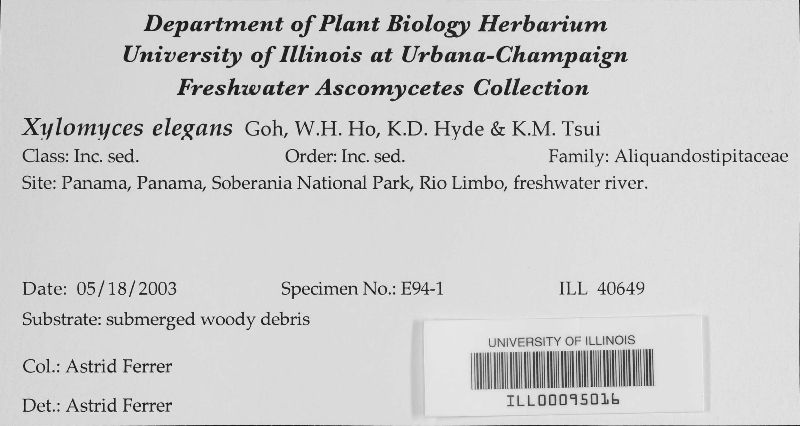 Xylomyces elegans image