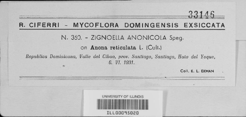 Zignoëlla anonicola image