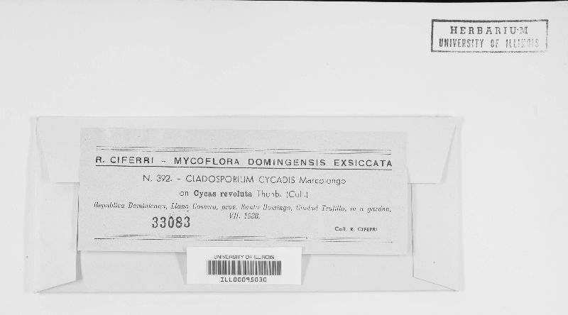 Cladosporium cycadis image