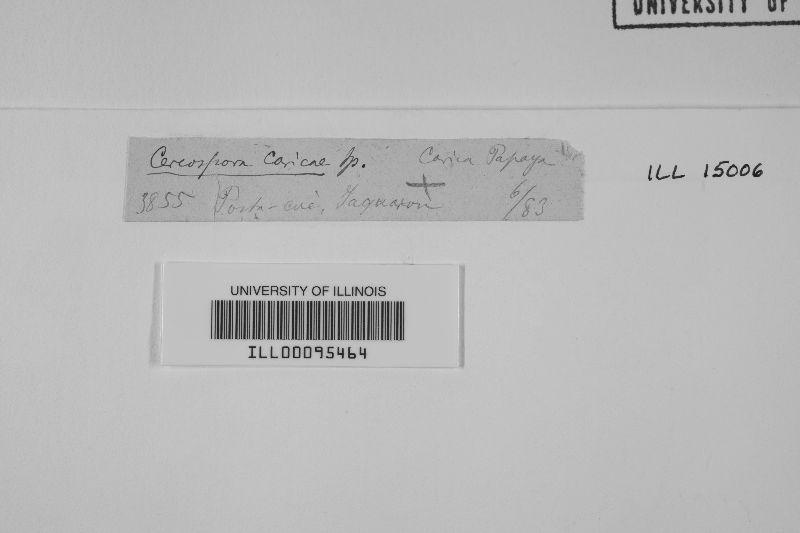 Asperisporium image
