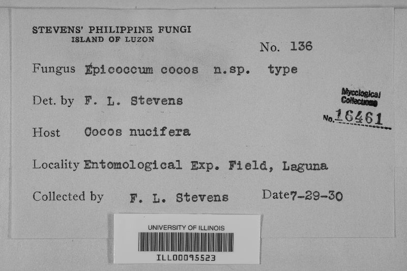 Epicoccum cocos image
