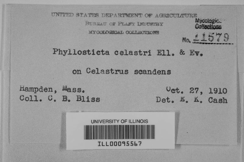 Phyllosticta celastri image