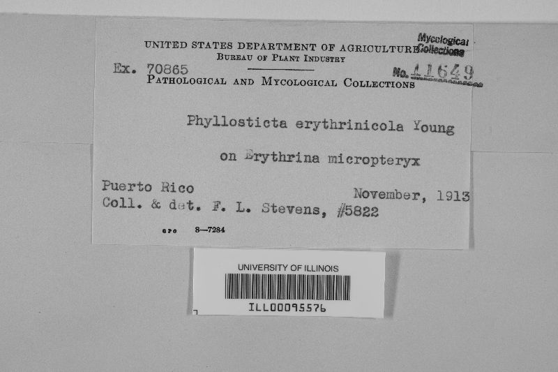 Phyllosticta erythrinicola image