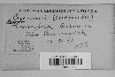 Pseudoperonospora cubensis image