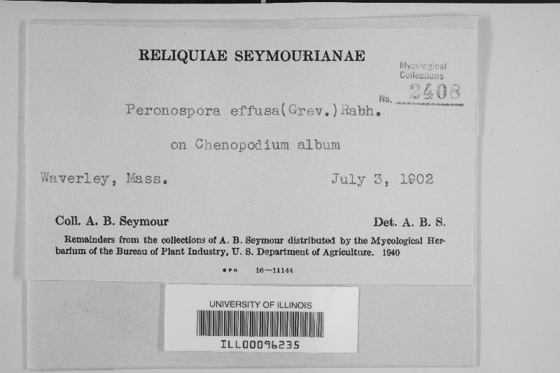 Peronospora image
