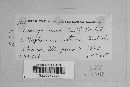 Albugo candida image