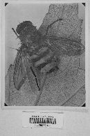 Entomophthora muscae image